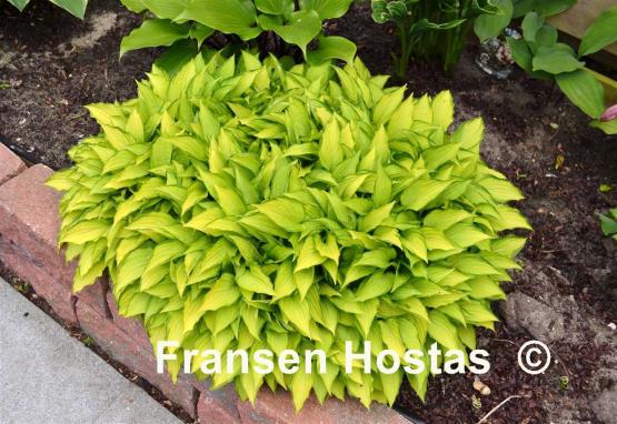 Hosta Twist of Lime